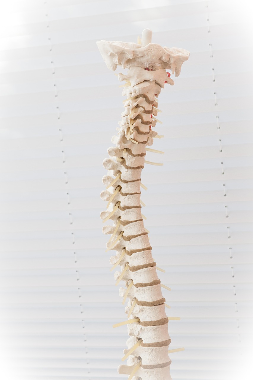 spine 2539697 1280